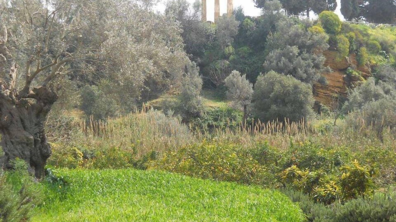 Photo of Others in San Leone
