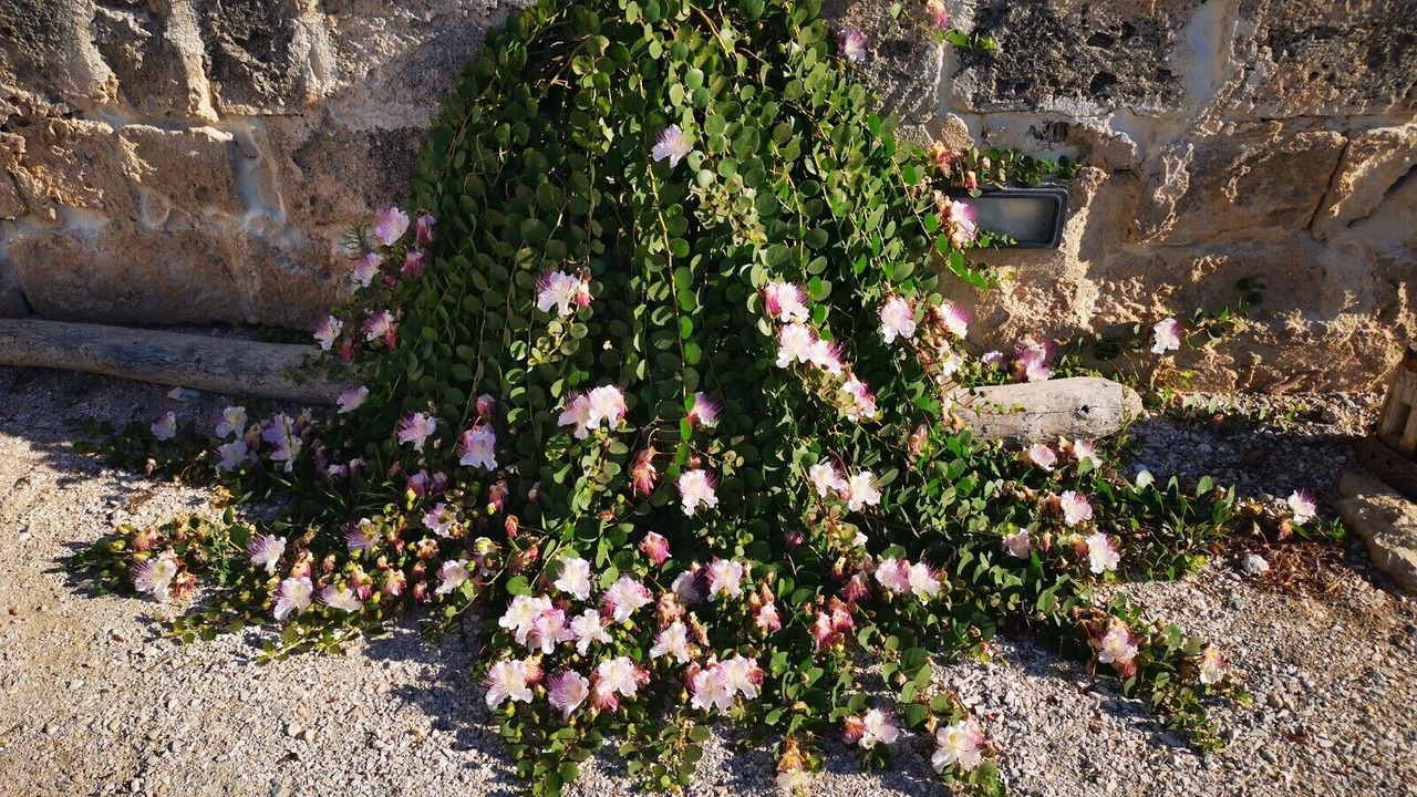 Photo of Outdoor in Favignana