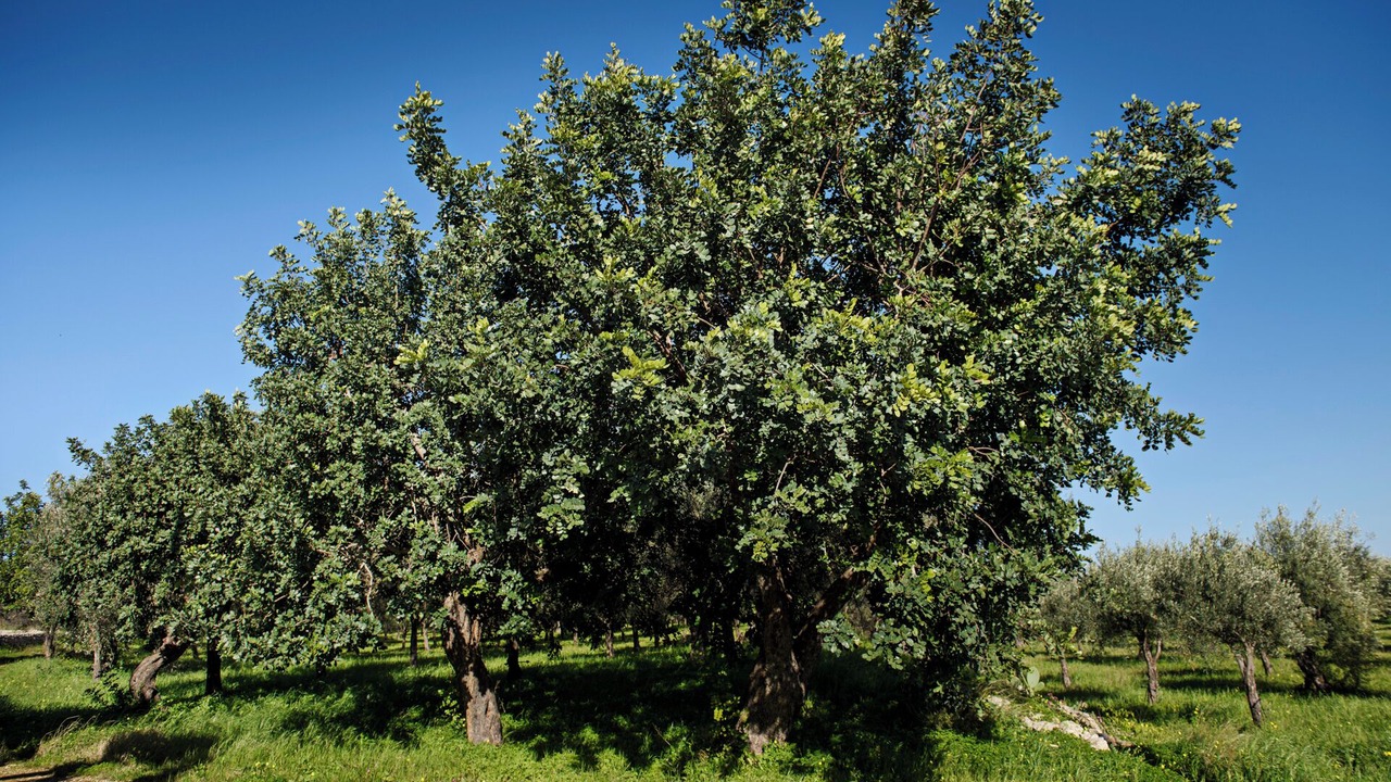 Photo of Outdoor in Noto