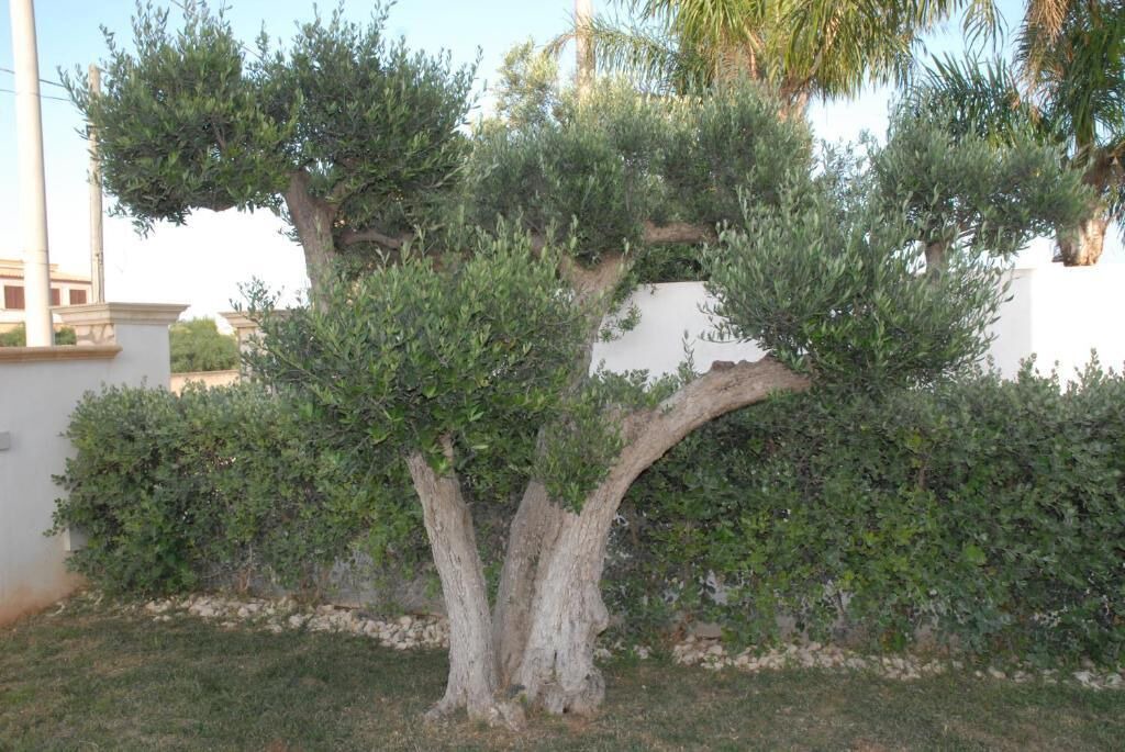 Photo of Outdoor in Mazara del Vallo