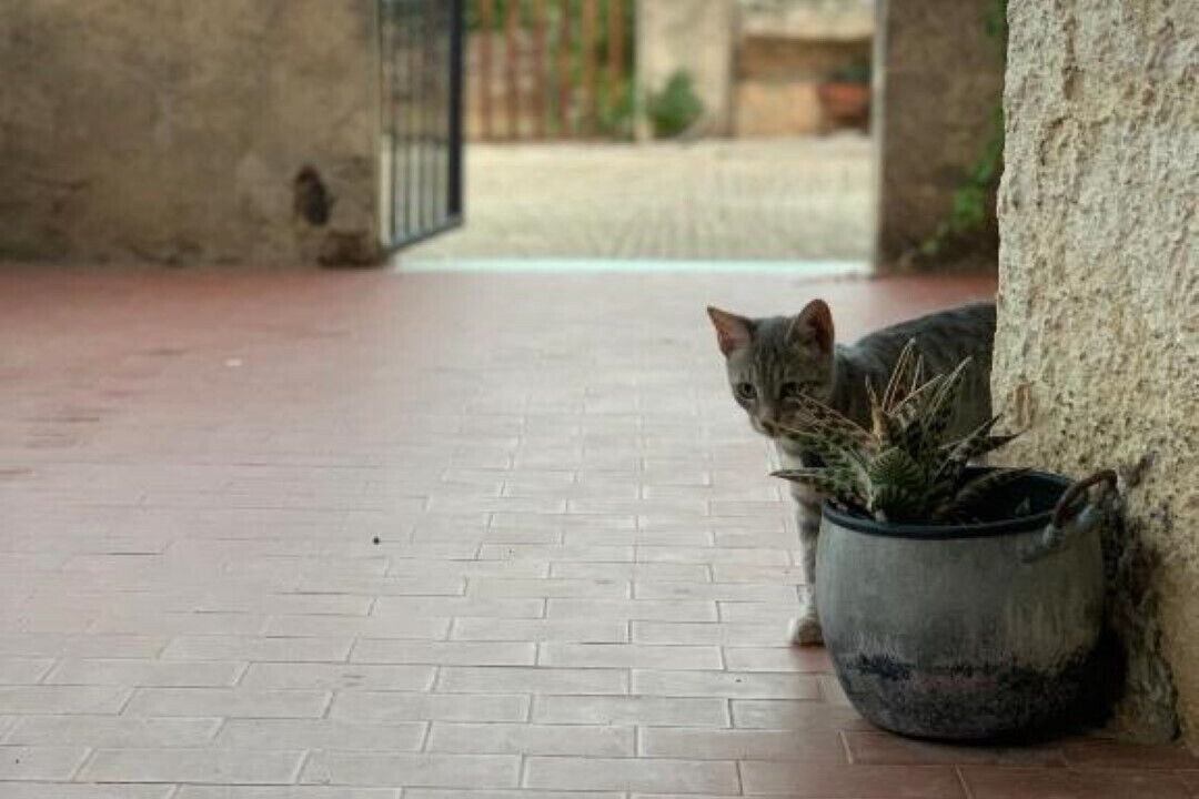 Photo of Outdoor in Rosolini