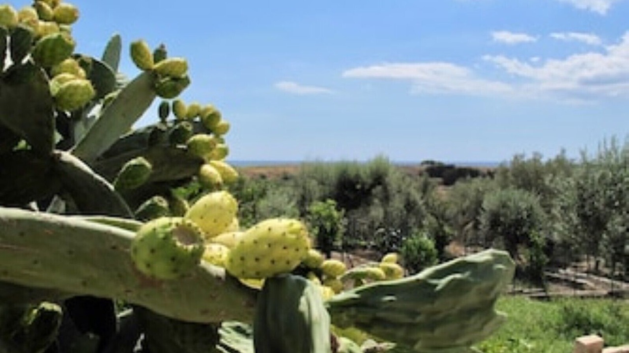 Photo of Outdoor in Noto