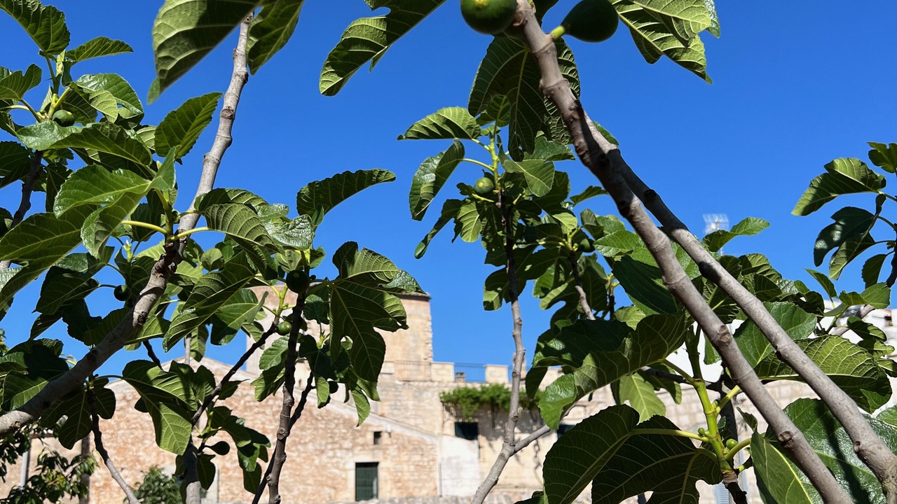 Photo of Outdoor in Santeramo in Colle