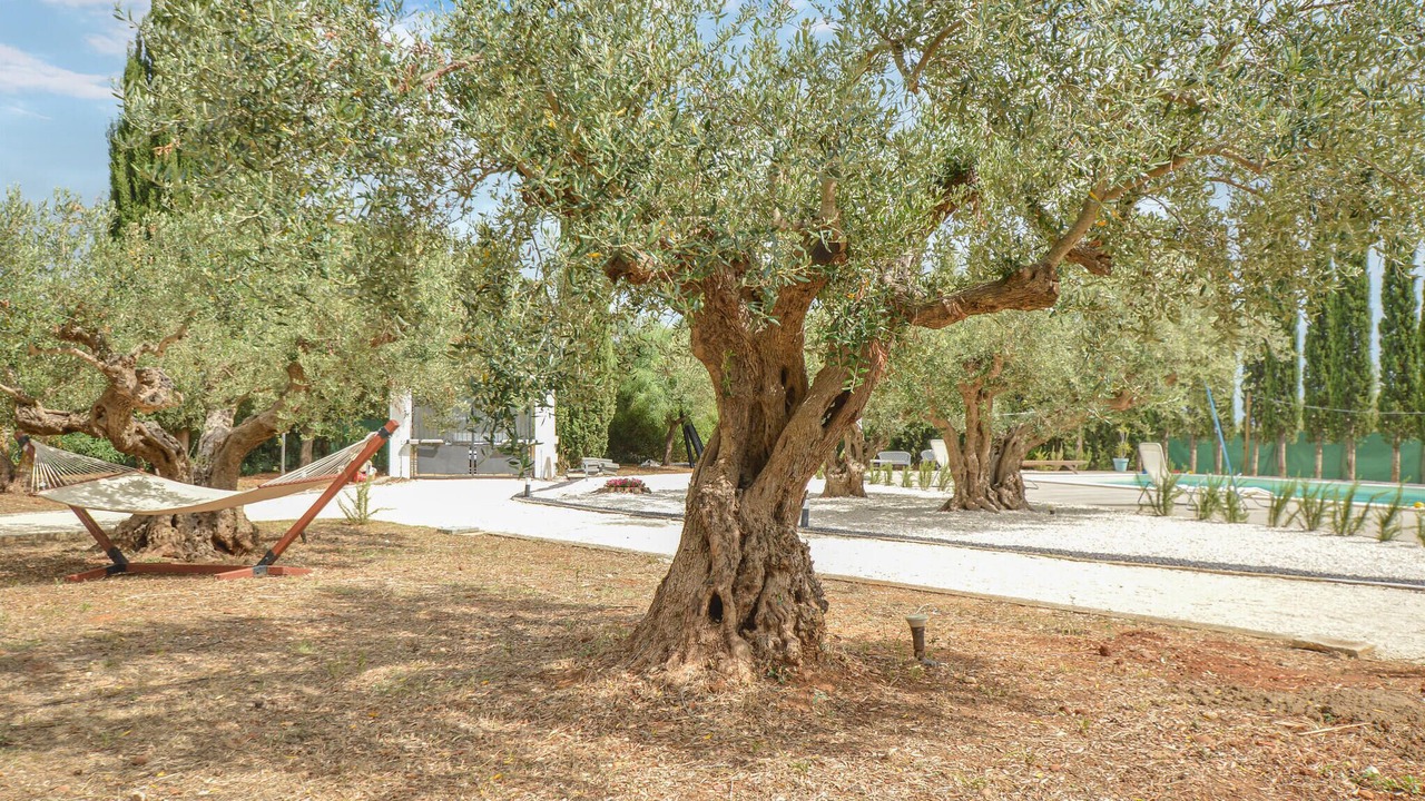 Photo of Others in Menfi