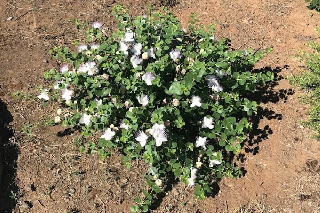 Photo of Outdoor in Pantelleria