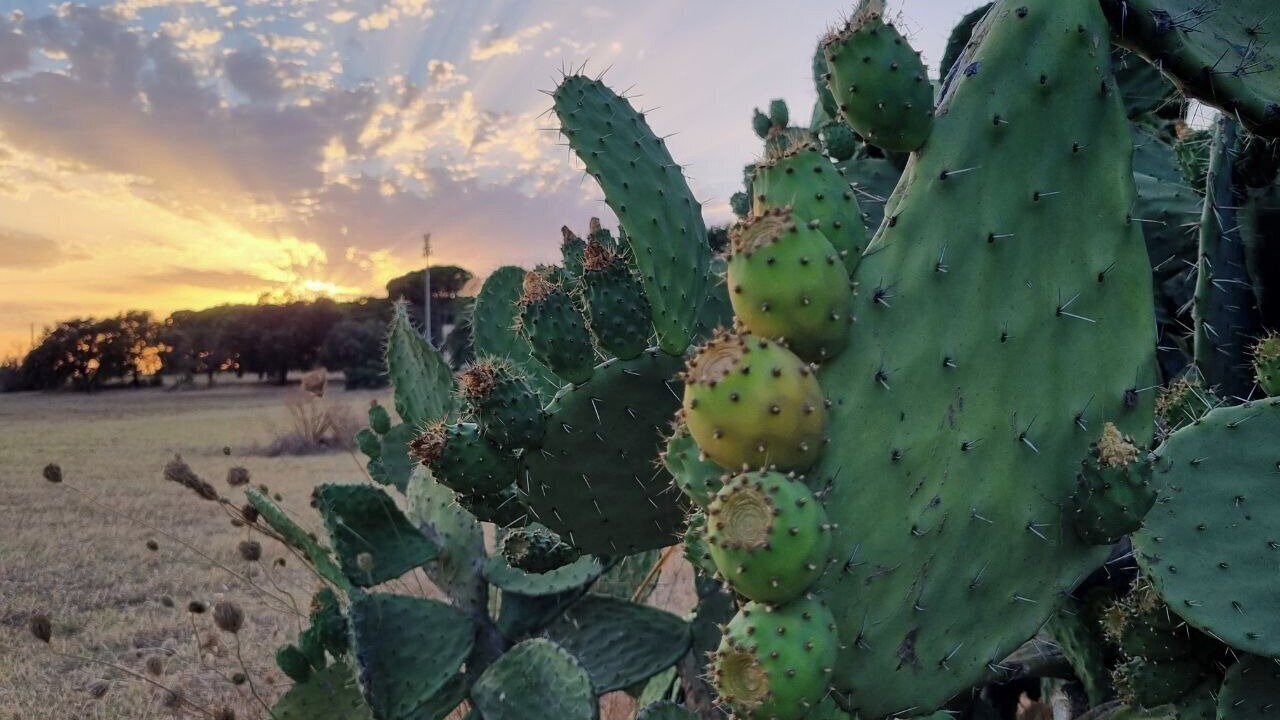 Photo of Outdoor in Caltagirone