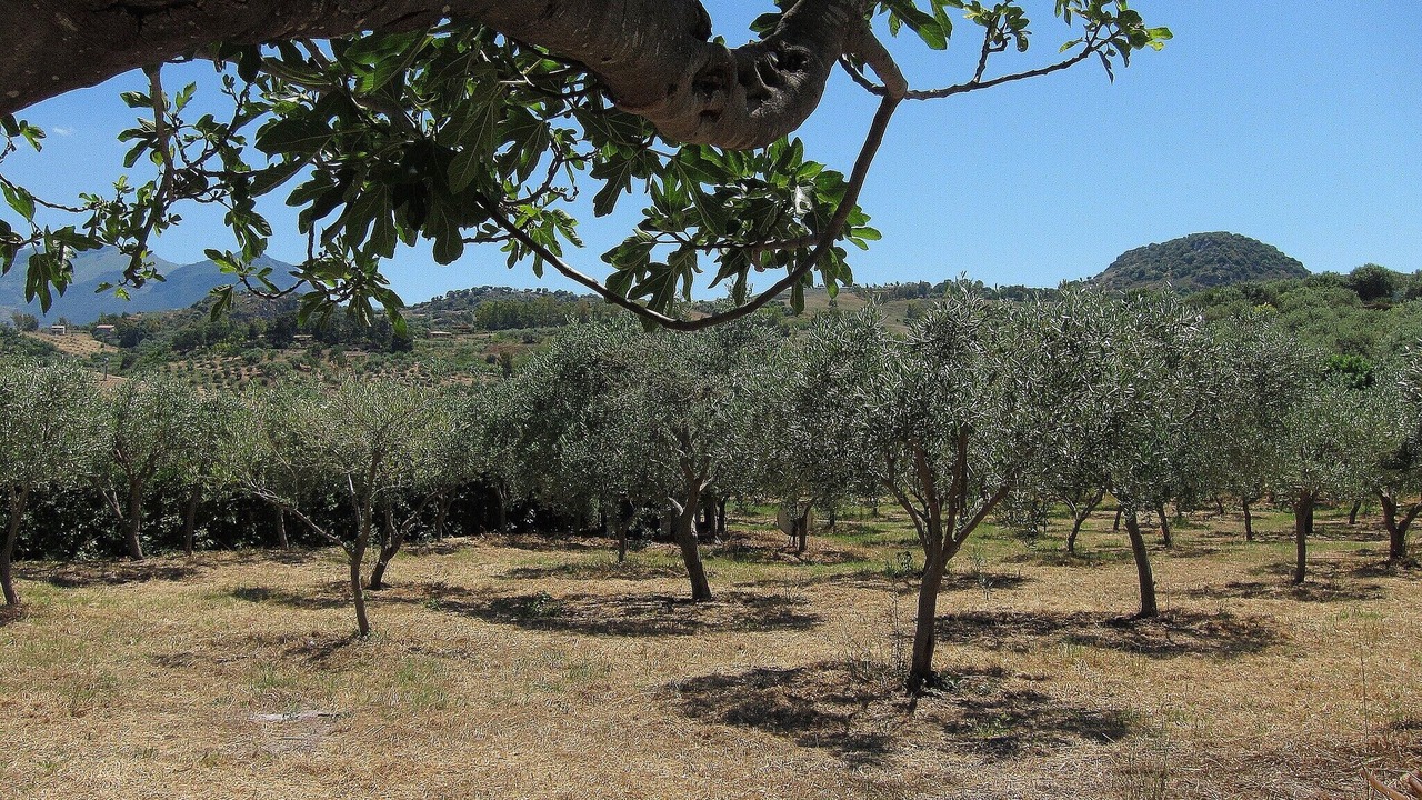 Photo of Others in Collesano