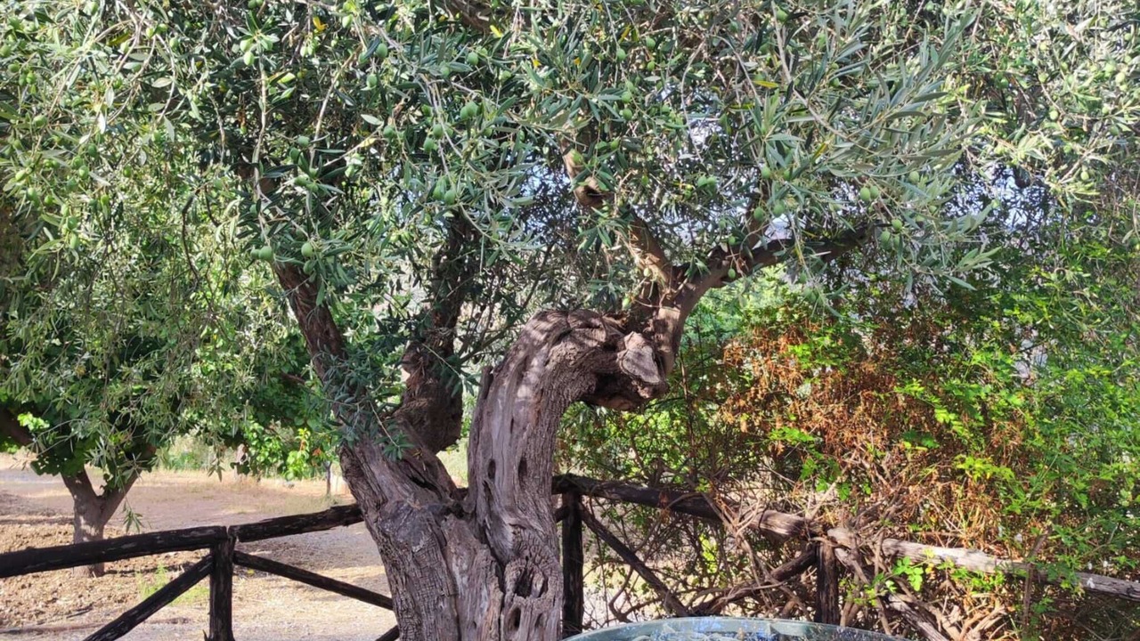 Photo of Outdoor in Collesano