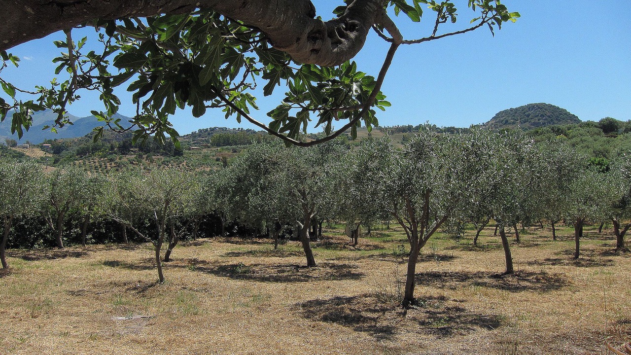 Photo of Others in Collesano