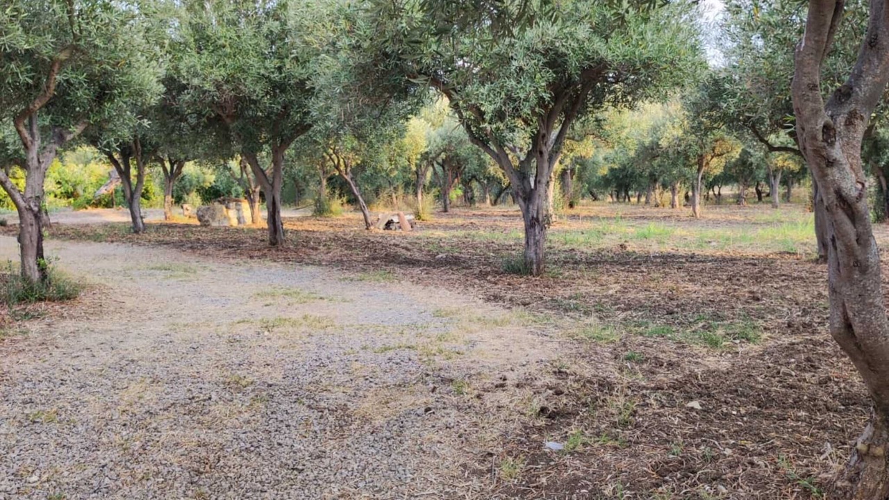 Photo of Others in Collesano