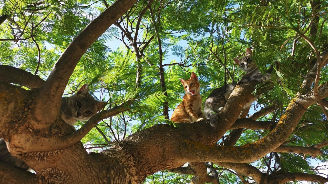 Photo of Others in Cattolica Eraclea