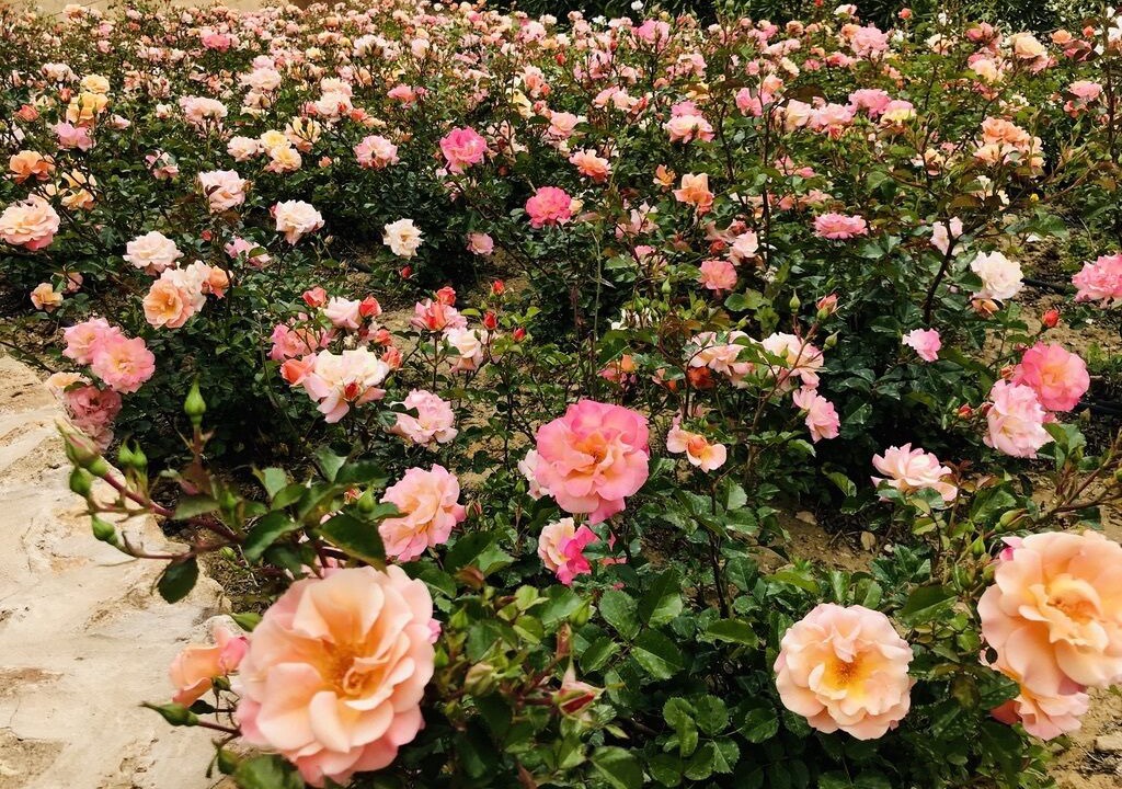 Photo of Outdoor in Menfi