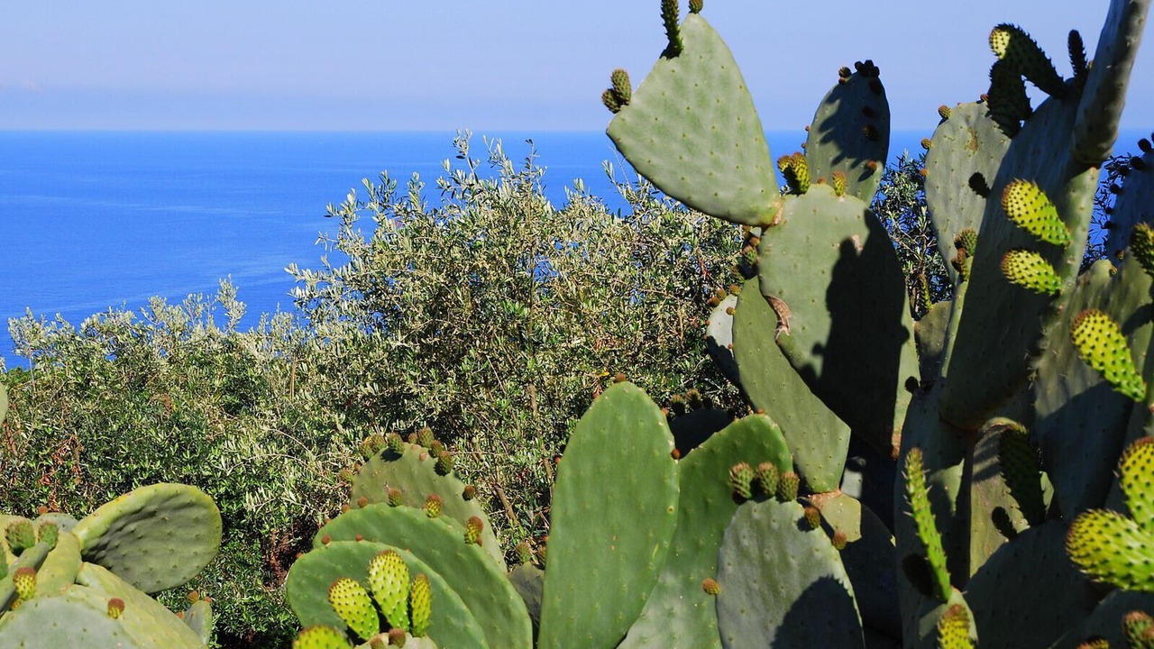 Photo of Others in Ricadi