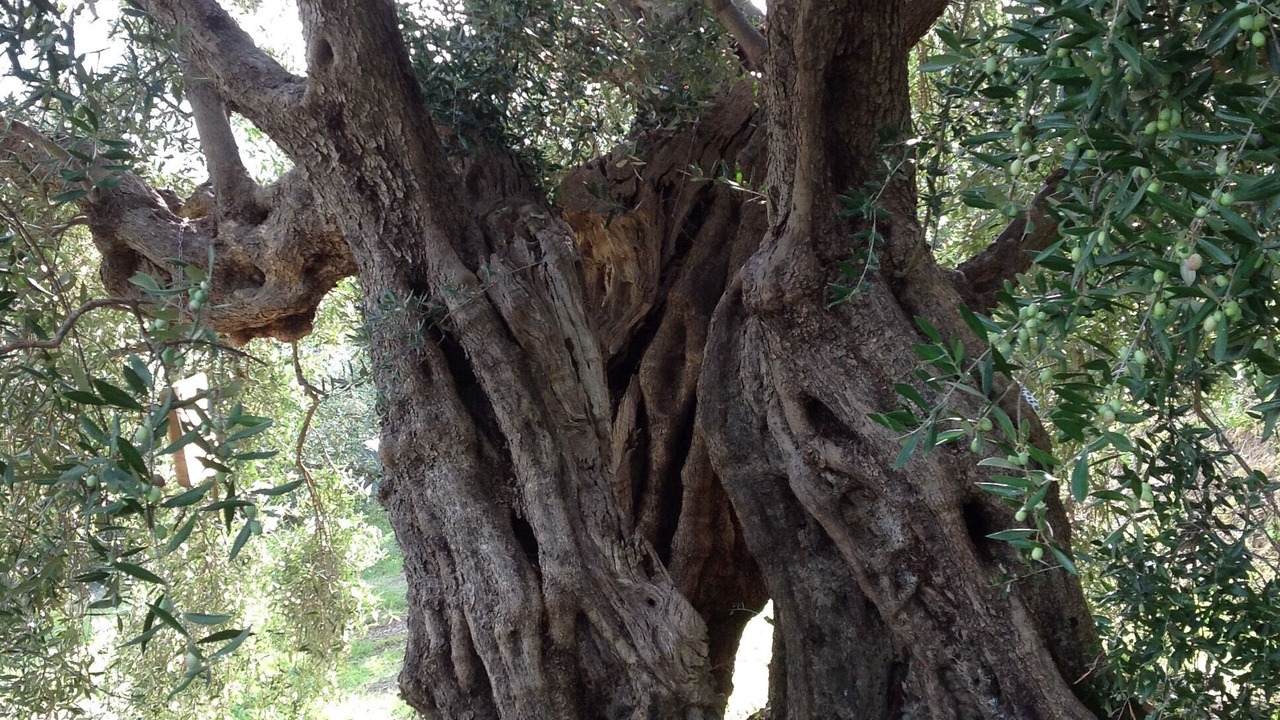 Photo of Outdoor in Ficarra