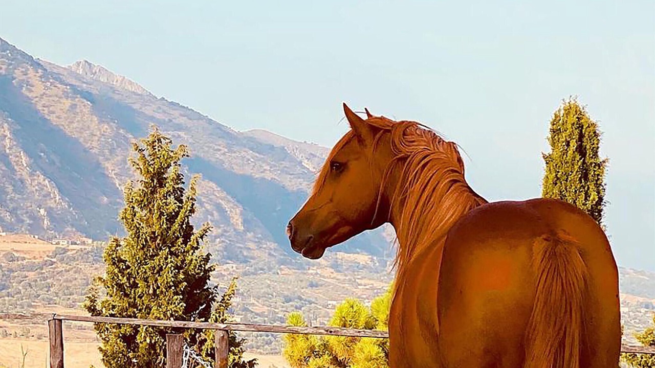 Photo of Others in Caccamo