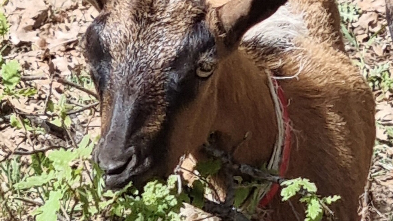 Photo of Others in Pedara