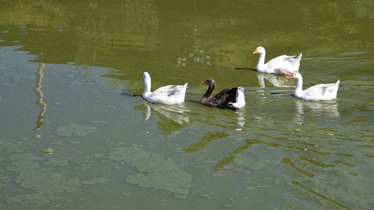 Photo of Others in Alia