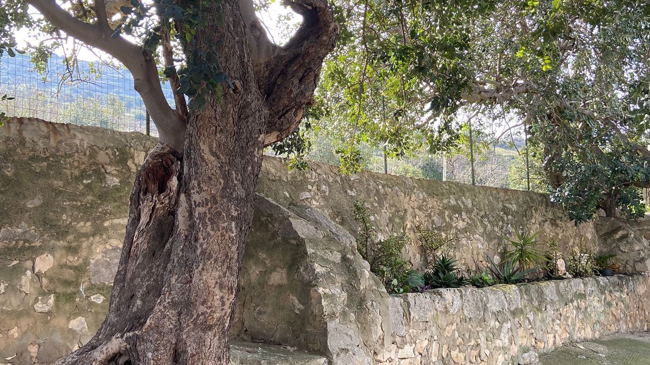Photo of Outdoor in Comiso