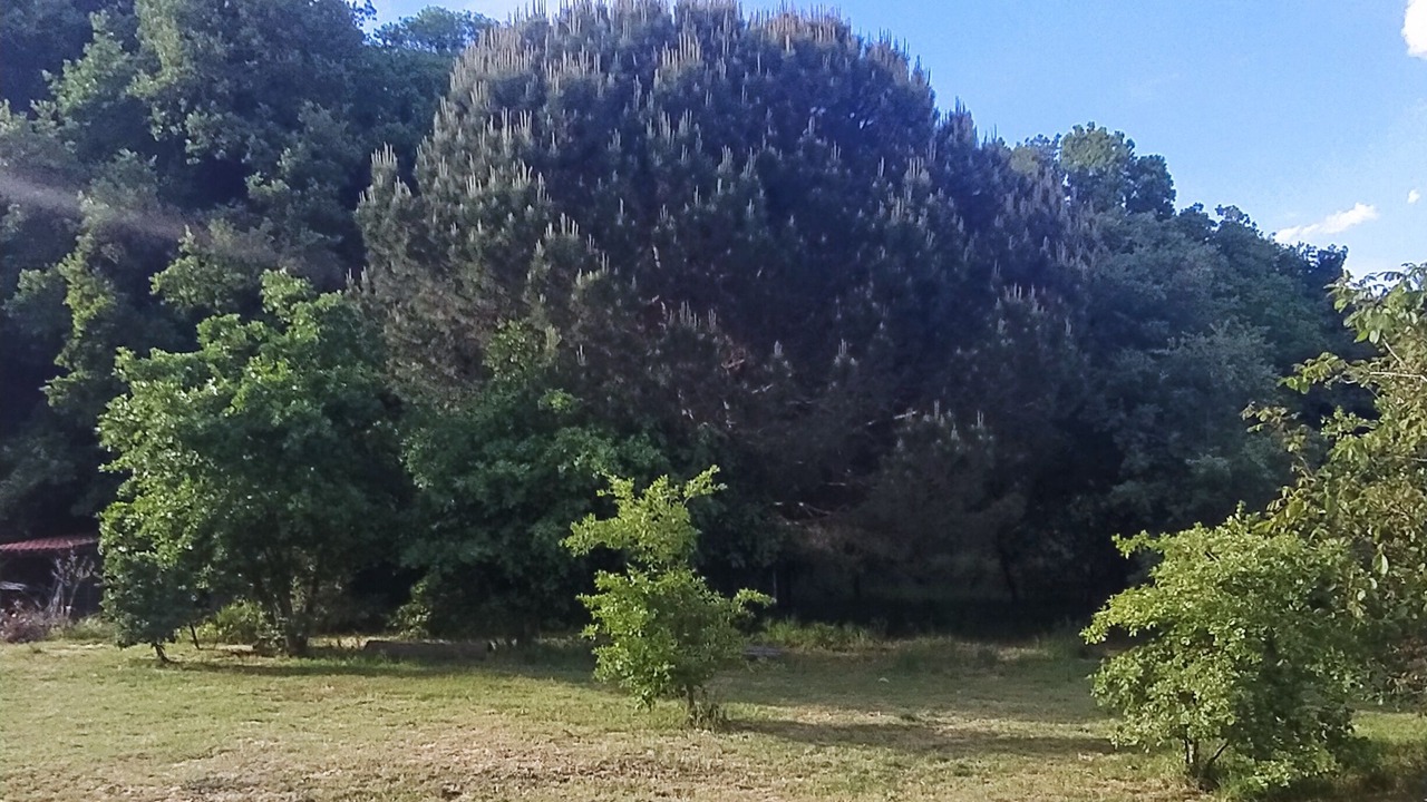 Photo of Outdoor in Pedara