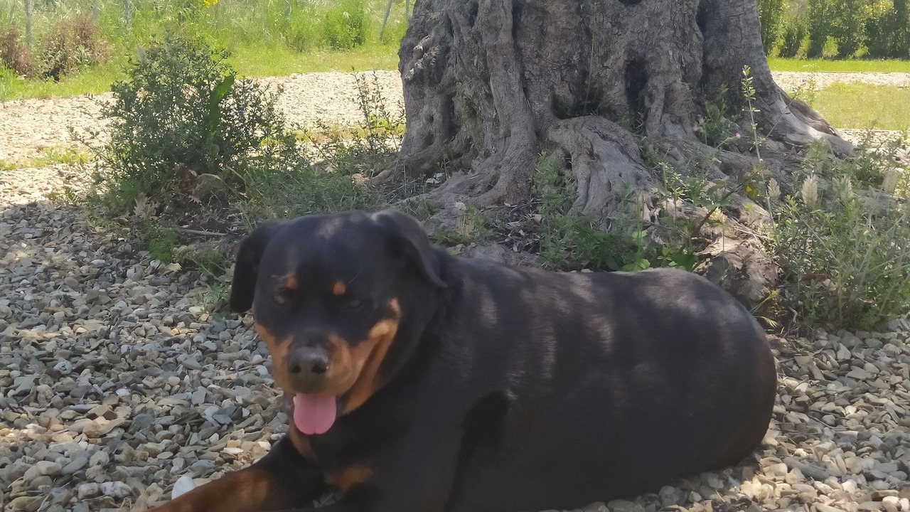 Photo of Outdoor in Pedara