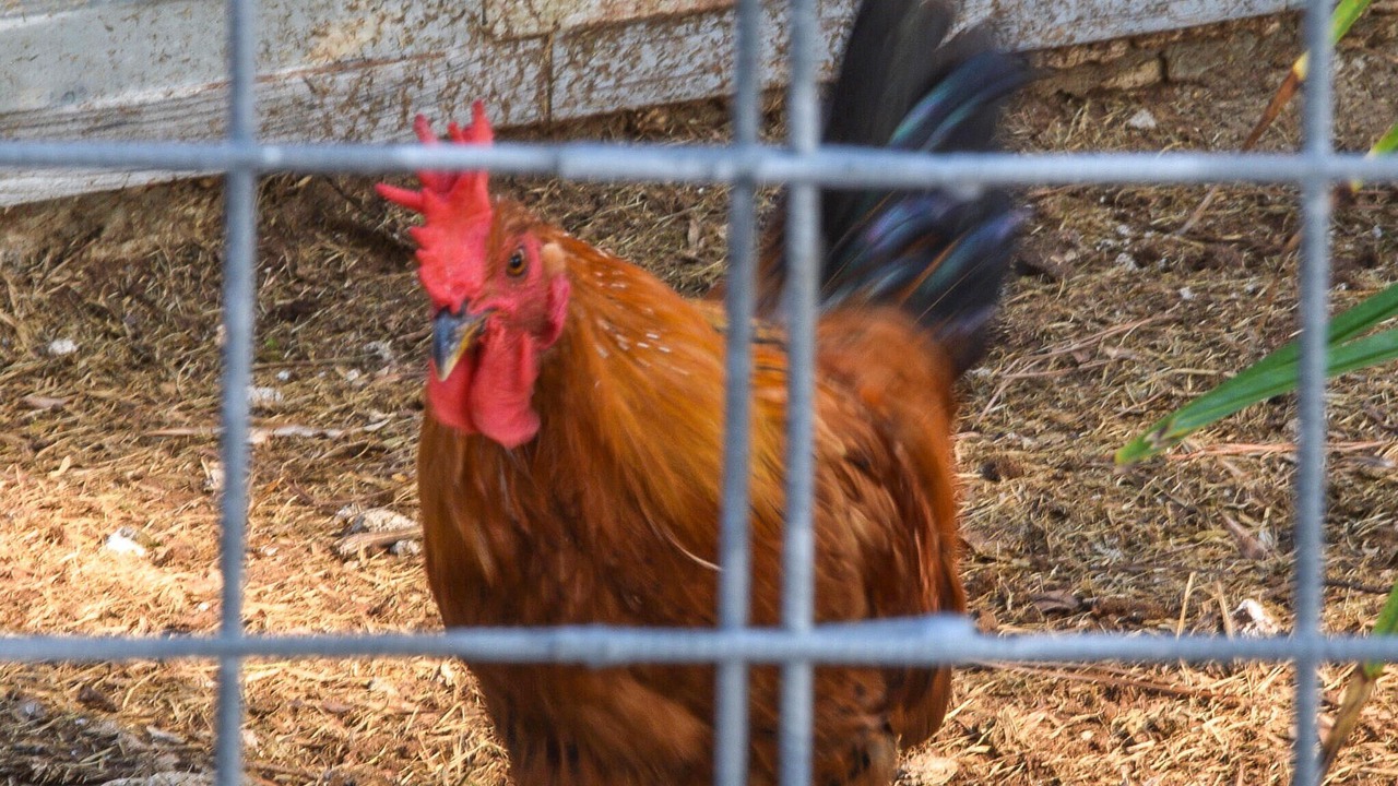 Photo of Others in Chiaramonte Gulfi