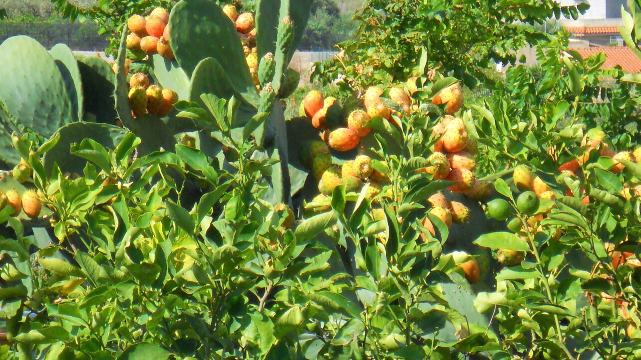 Photo of Outdoor in San Nicola l'Arena