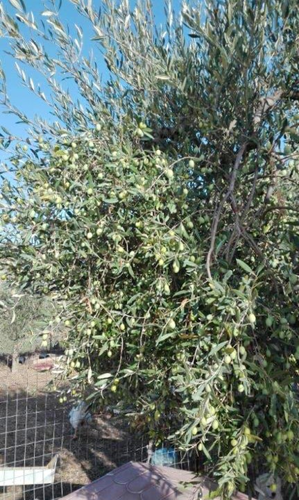 Photo of Others in Lercara Friddi