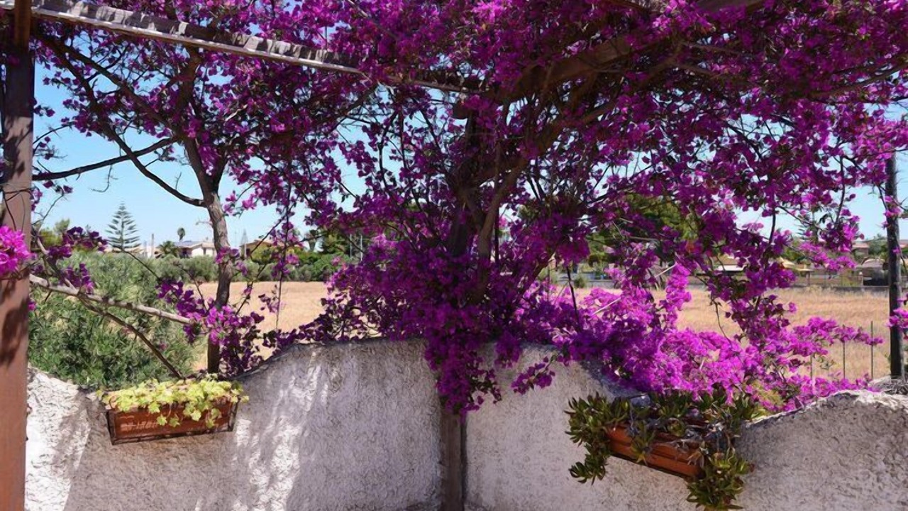Photo of Outdoor in Punta Milocca