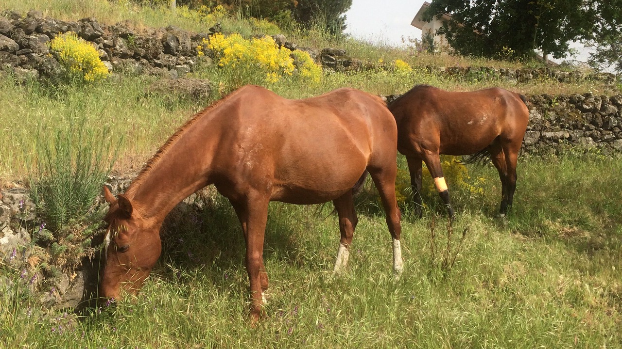 Photo of Outdoor in Ragalna