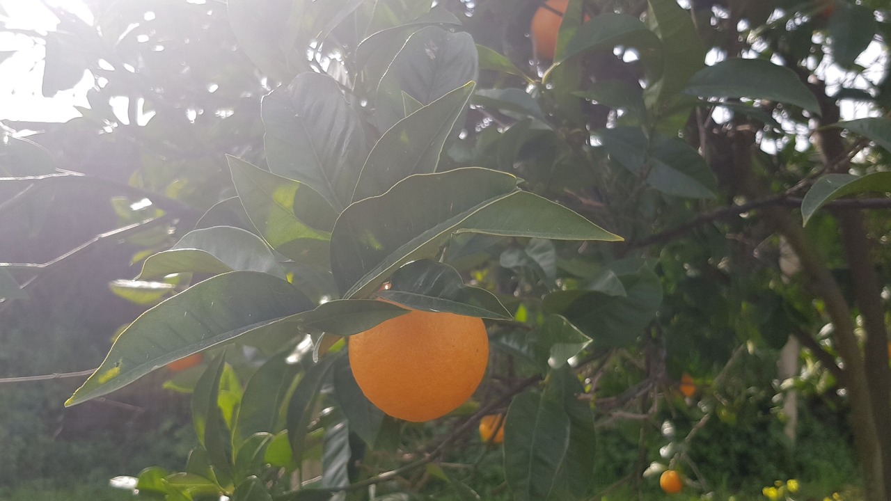 Photo of Outdoor in Macchia