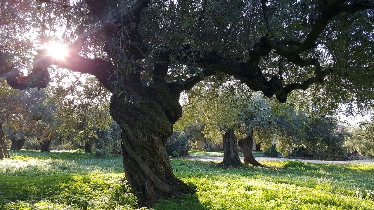 Photo of Outdoor in Sciacca