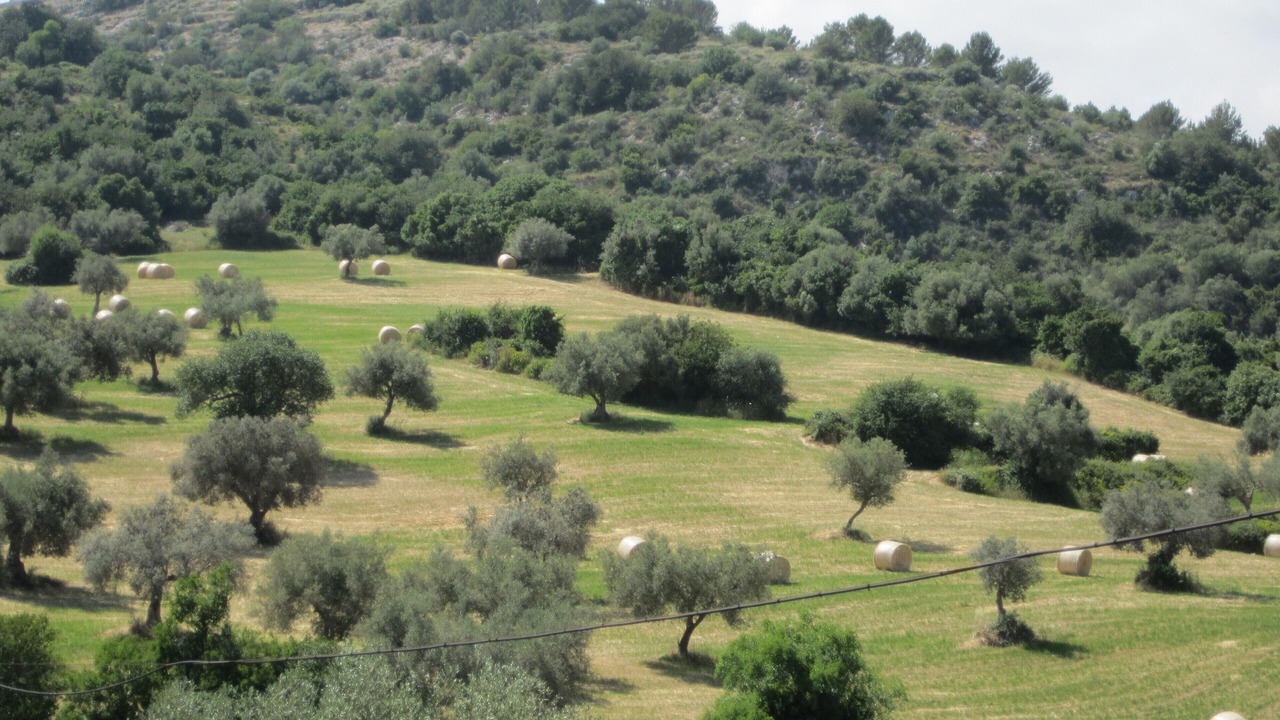 Photo of Others in Vittoria
