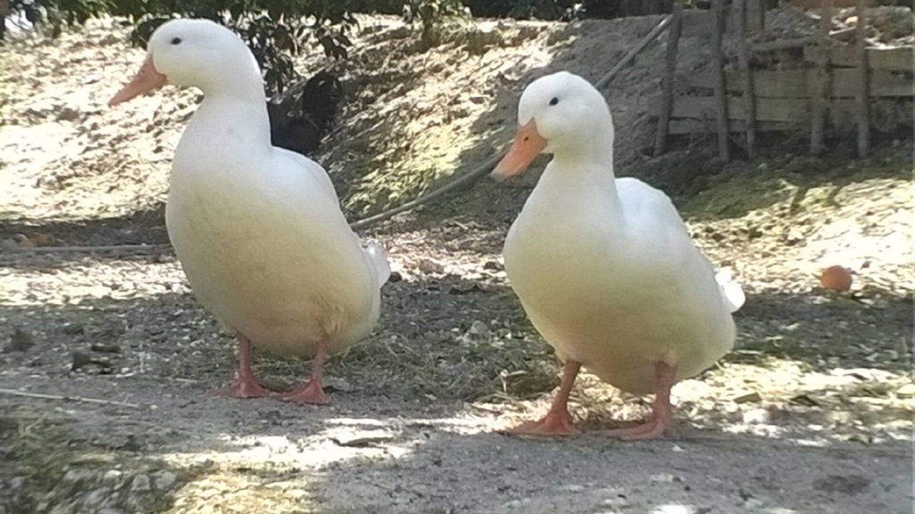 Photo of Others in Condro
