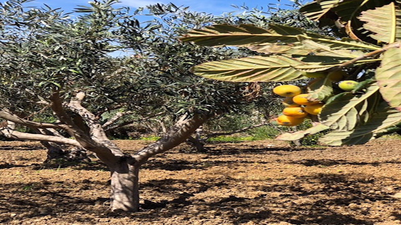 Photo of Outdoor in Alcamo Marina
