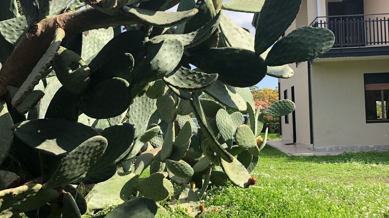 Photo of Outdoor in Nicolosi