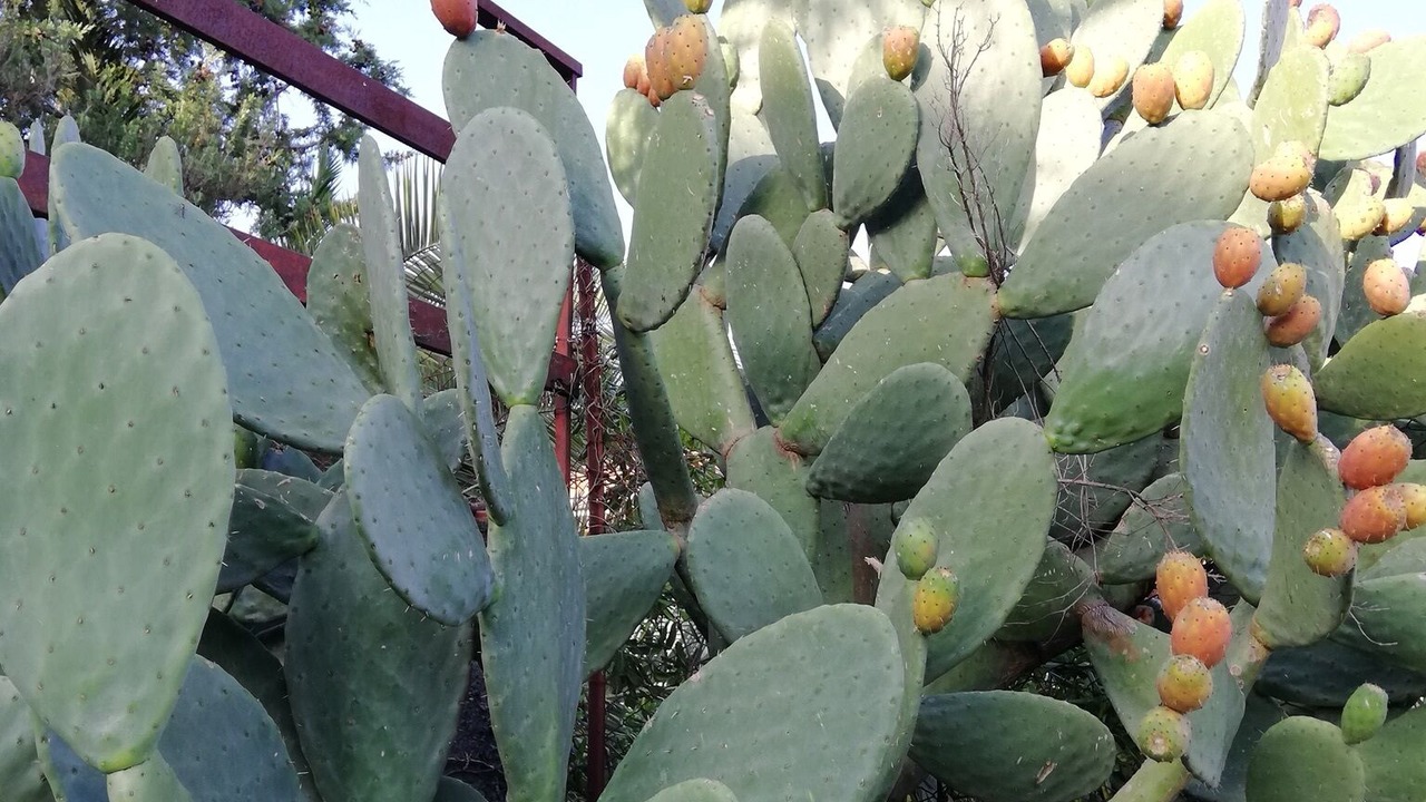 Photo of Outdoor in Nicolosi