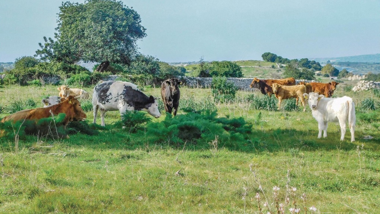Photo of Others in Chiaramonte Gulfi