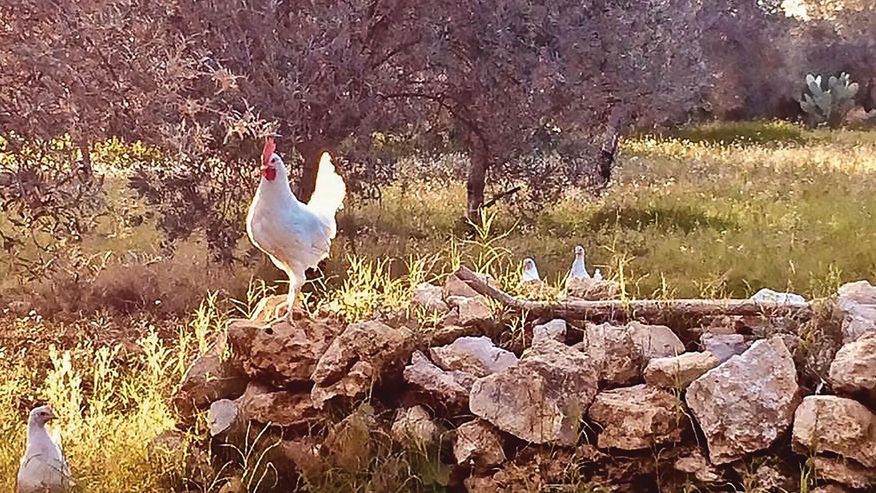 Photo of Others in Chiaramonte Gulfi