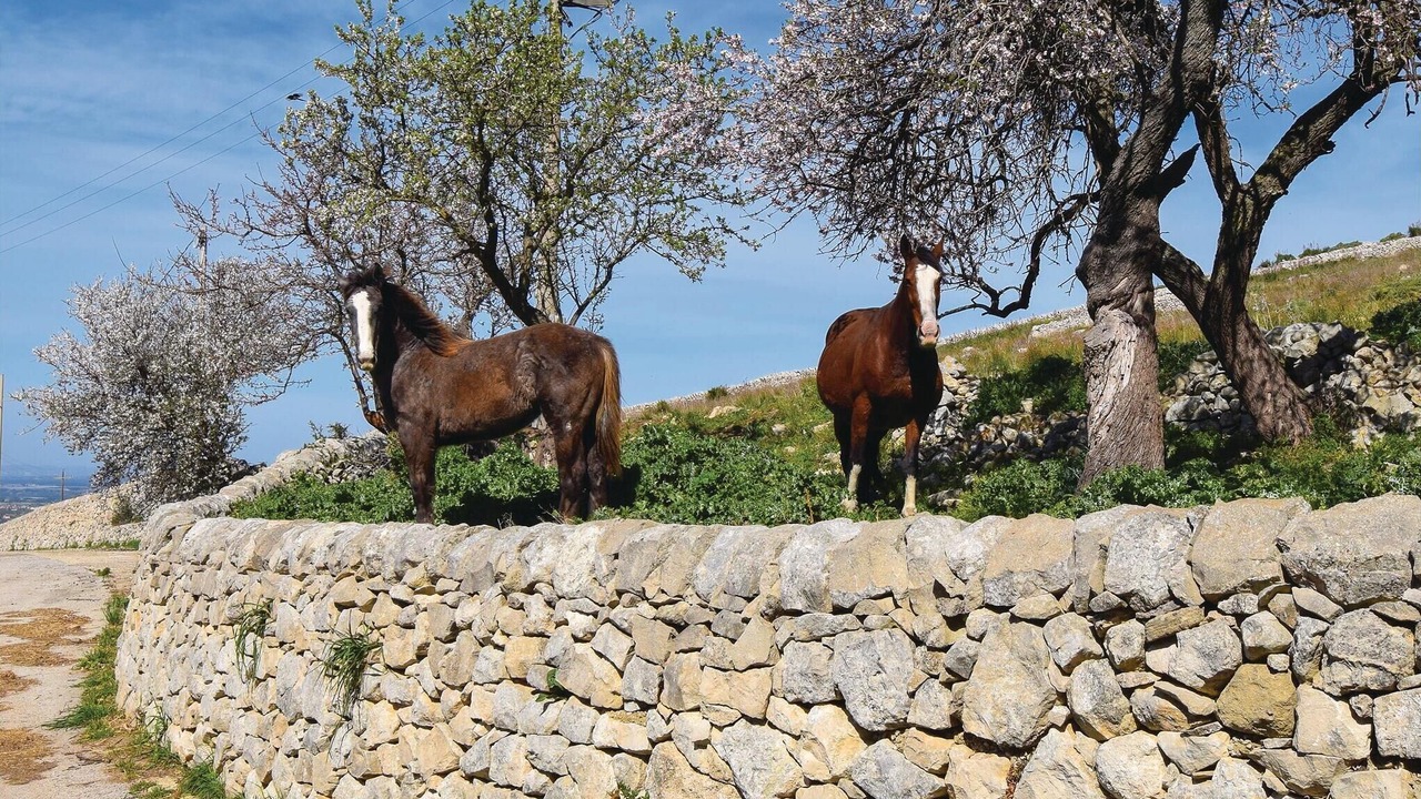 Photo of Others in Nicosia