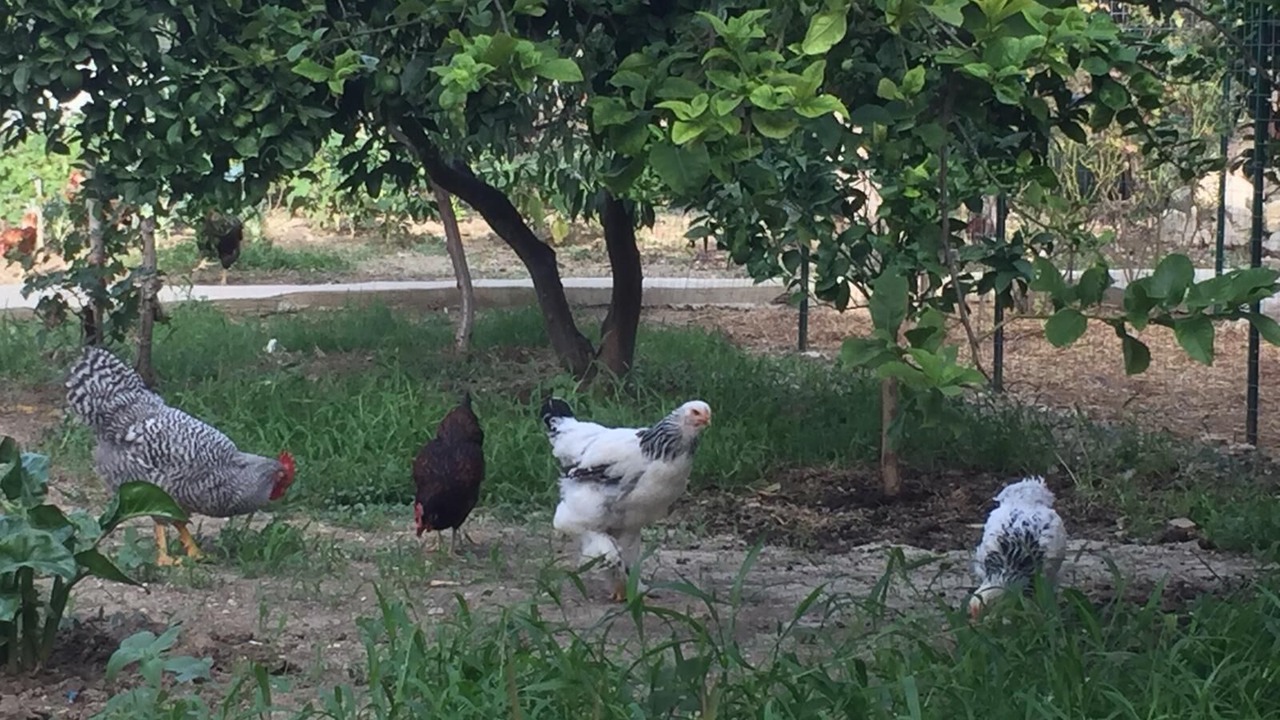 Photo of Outdoor in Dattilo