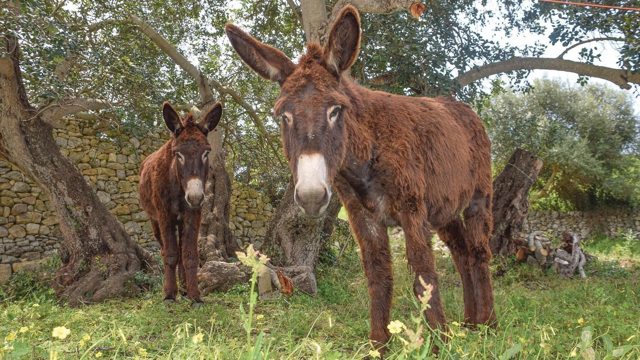 Photo of Others in Giarratana