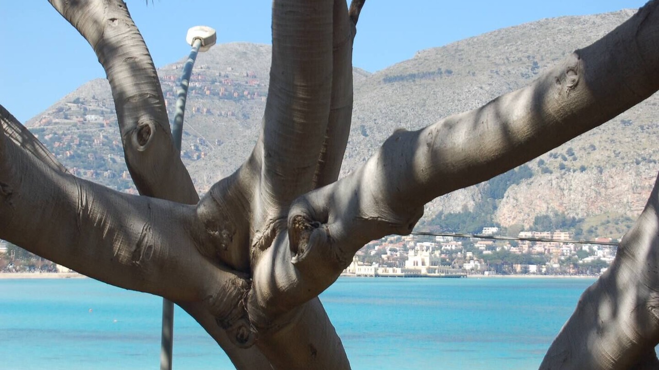 Photo of Others in Mondello