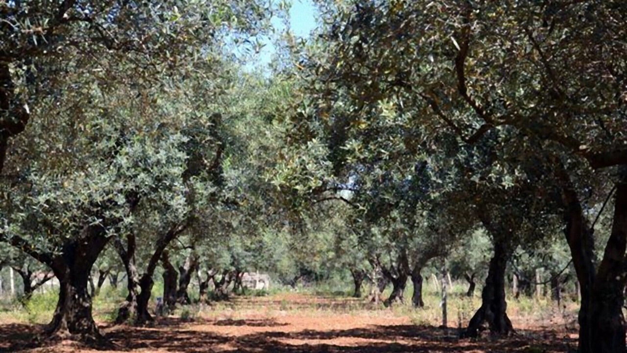 Photo of Outdoor in Balestrate