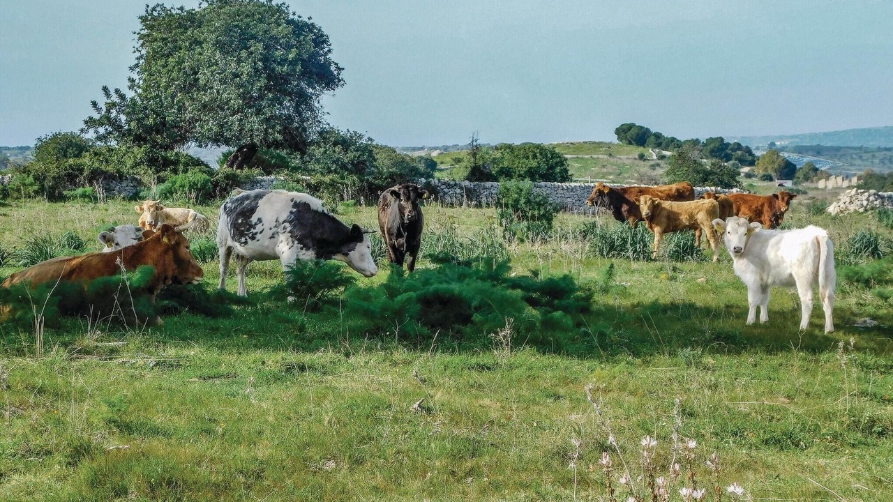 Photo of Others in Giarratana