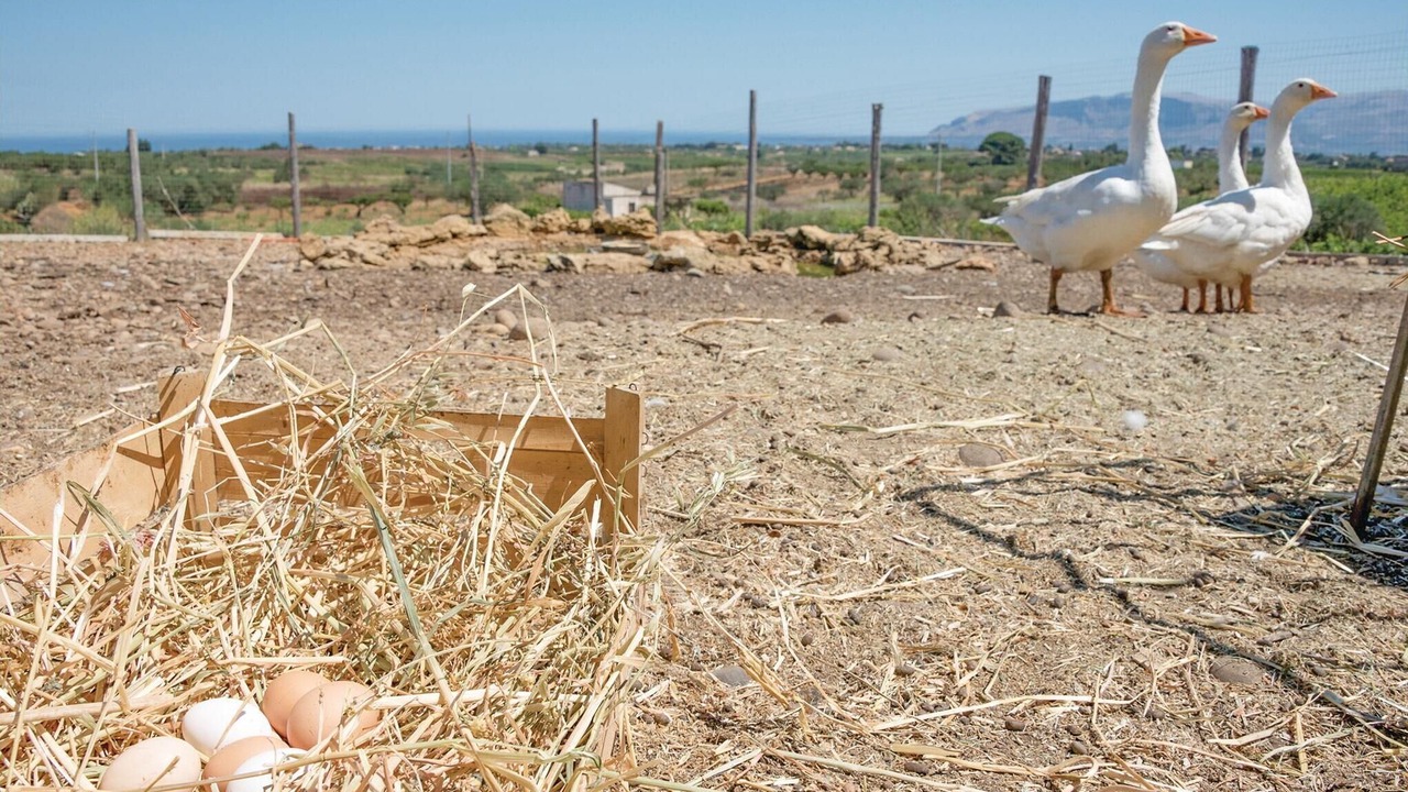 Photo of Others in Partinico