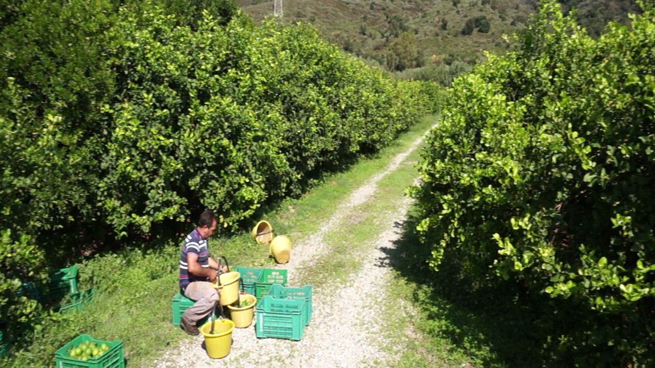 Photo of Others in Mirto