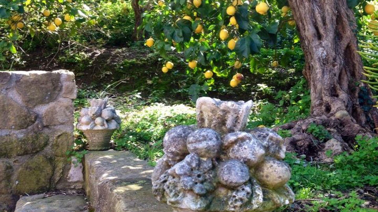 Photo of Outdoor in Mirto