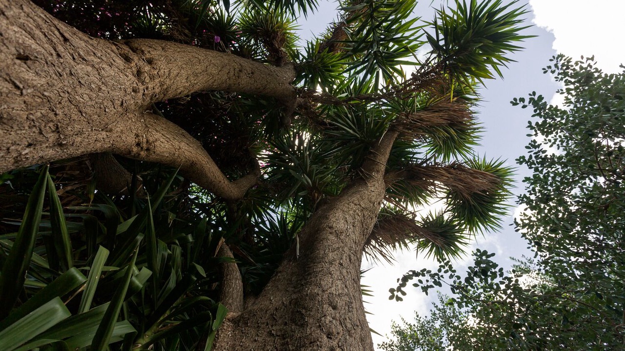 Photo of Outdoor in Mirto