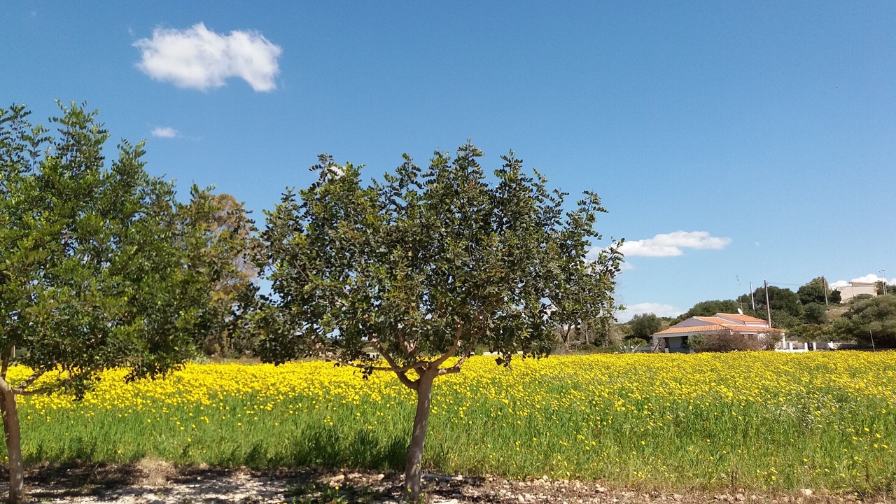 Photo of Outdoor in Sampieri