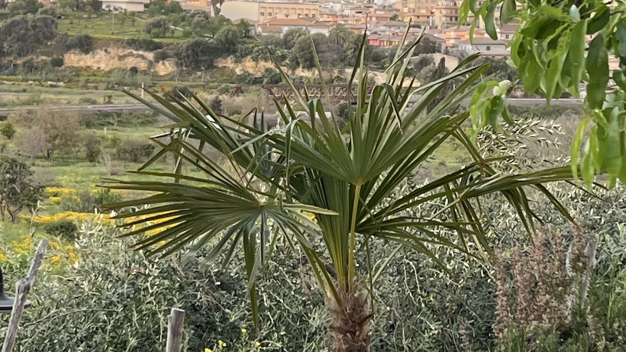 Photo of Outdoor in Noto